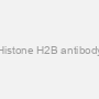 Histone H2B antibody